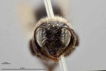 Media type: image;   Entomology 786123 Aspect: head frontal view
